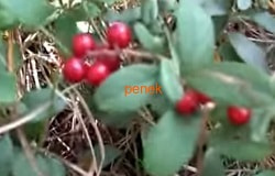  , , ,  